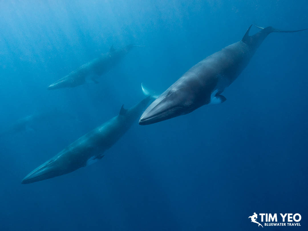 A pod of whales swimming gracefully