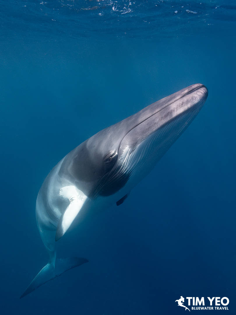 A whale poses for the camera