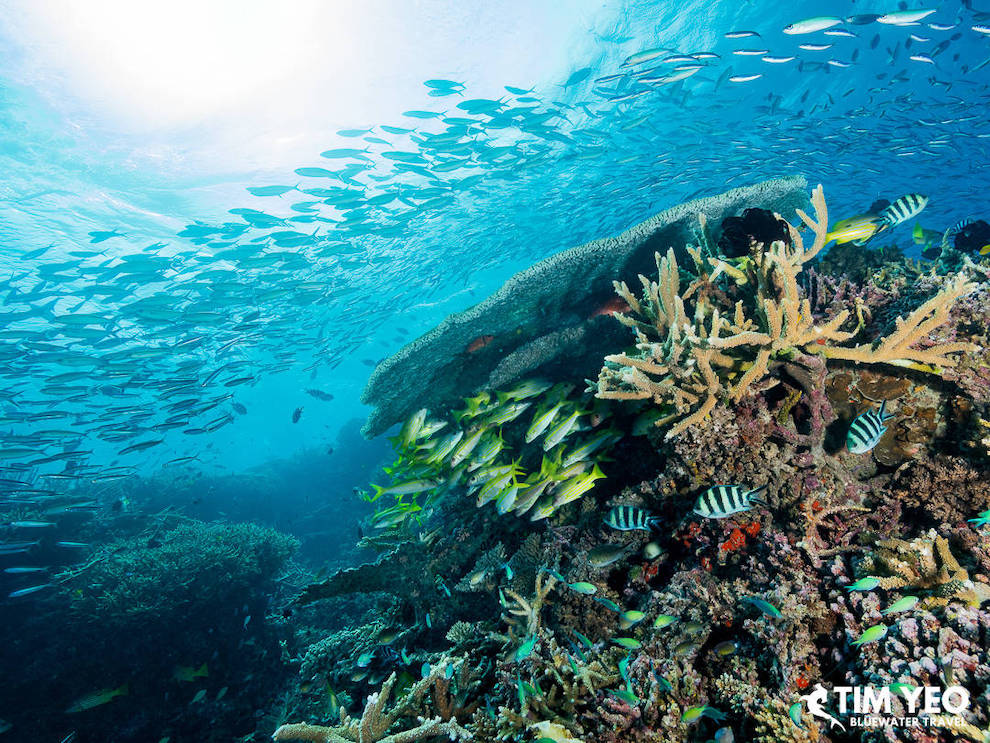 Beautiful corals in Australia