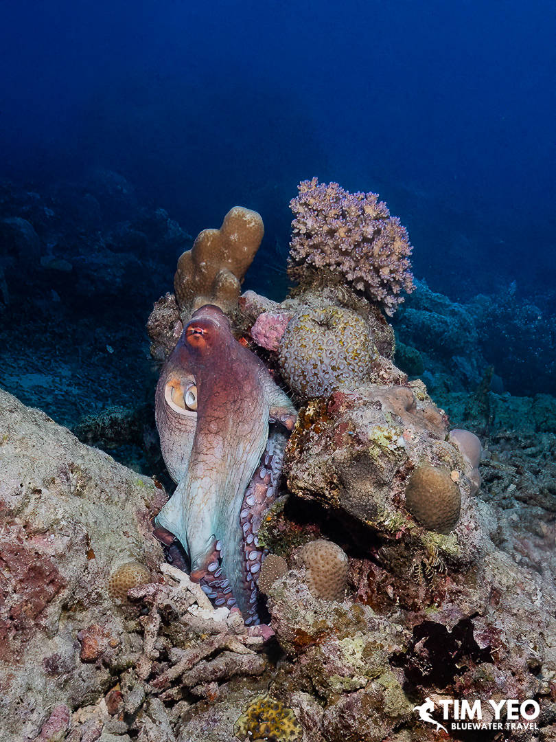 An octopus blends with a coral