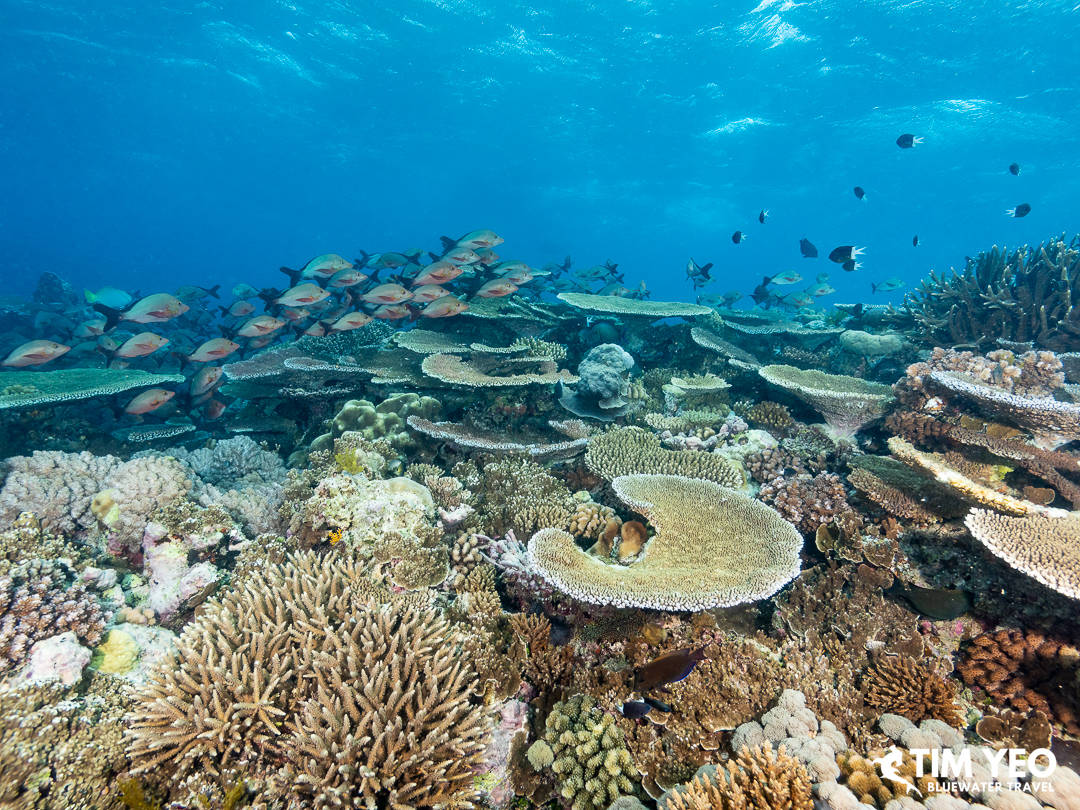 Beautiful coral reefs in the Great Barrier Reef