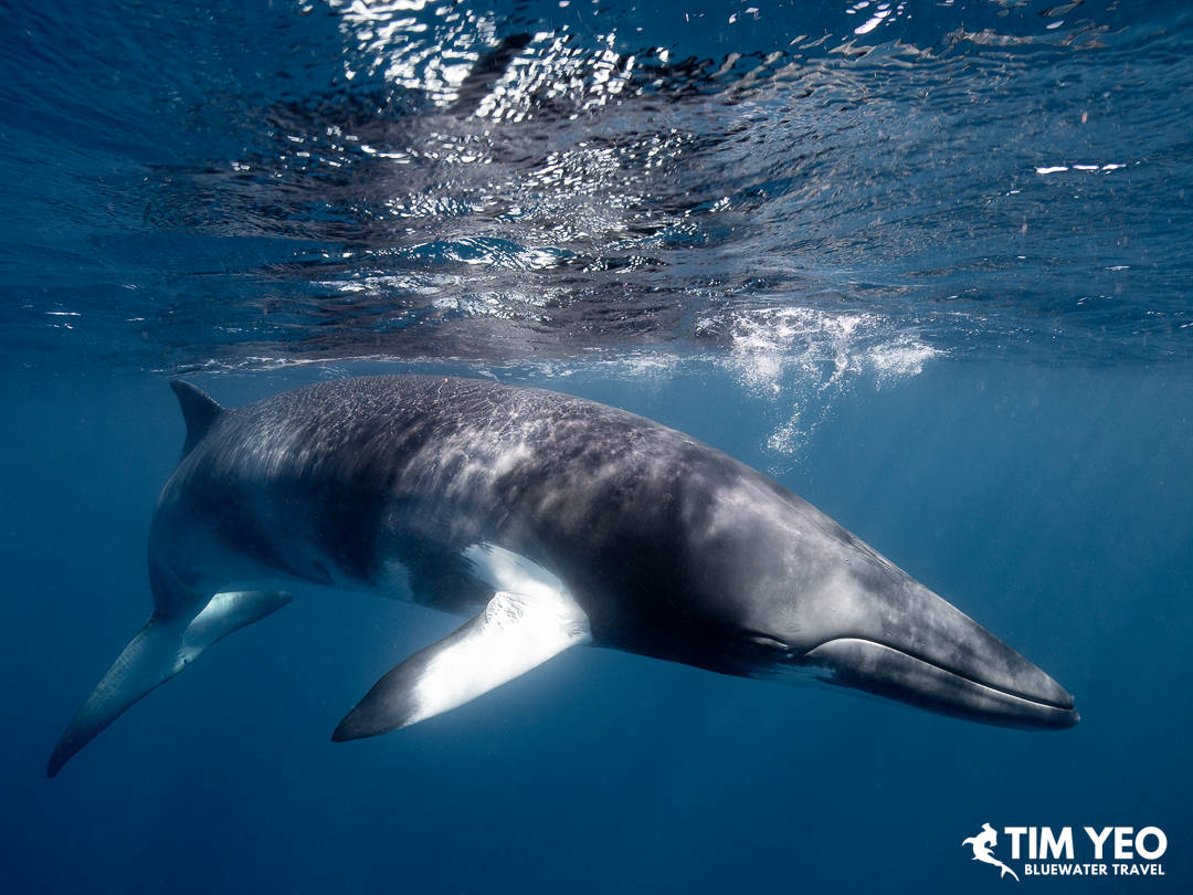 A minke whale gracefully passes by