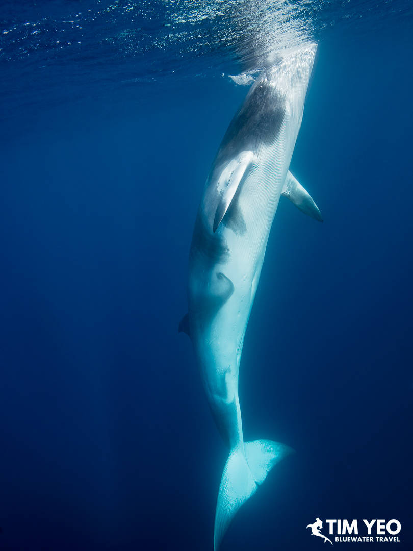 A minke whale ascends