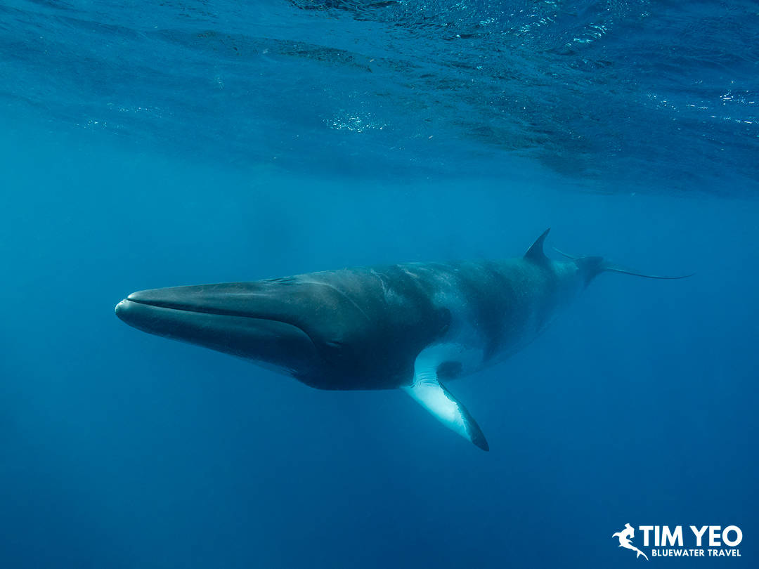 A full-body shot of a minke whale