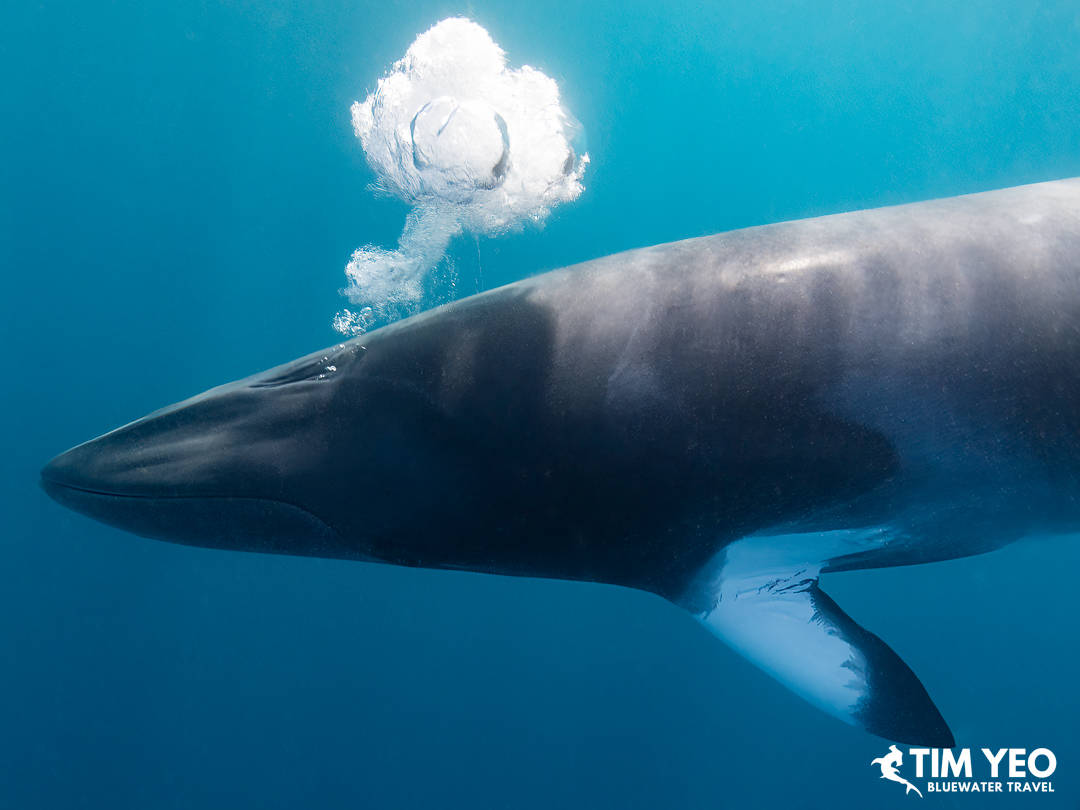 A minke whale blows bubbles