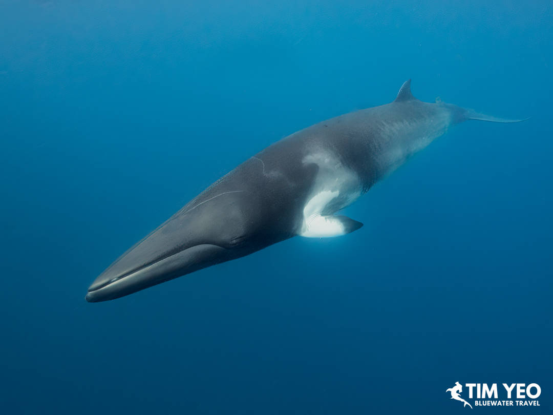 Side view of a minke whale