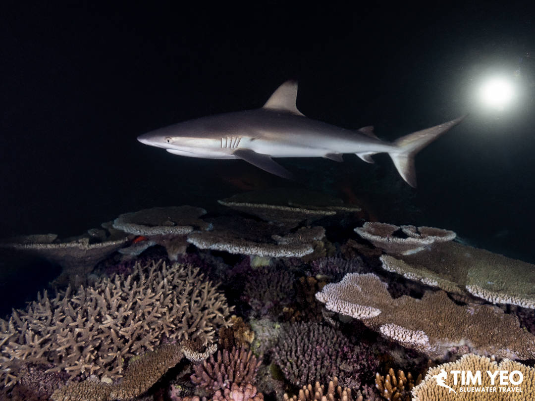A black-tipped shark in the water