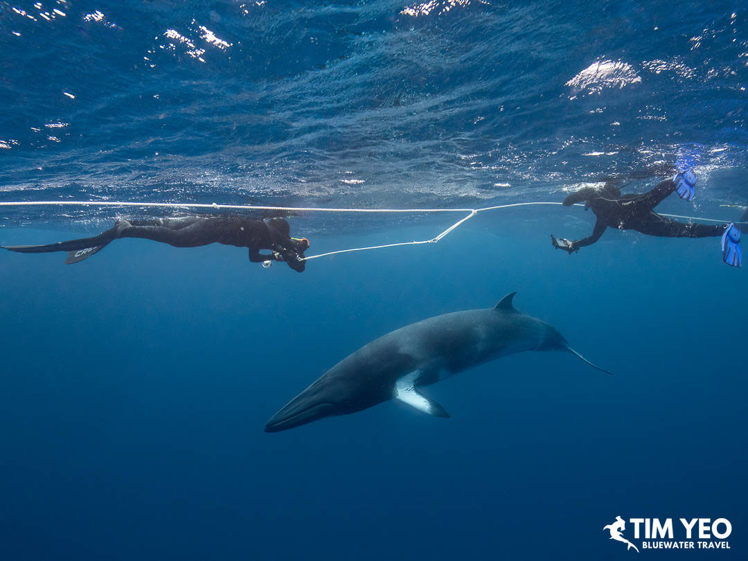 Snorkelers encounter a minke whale