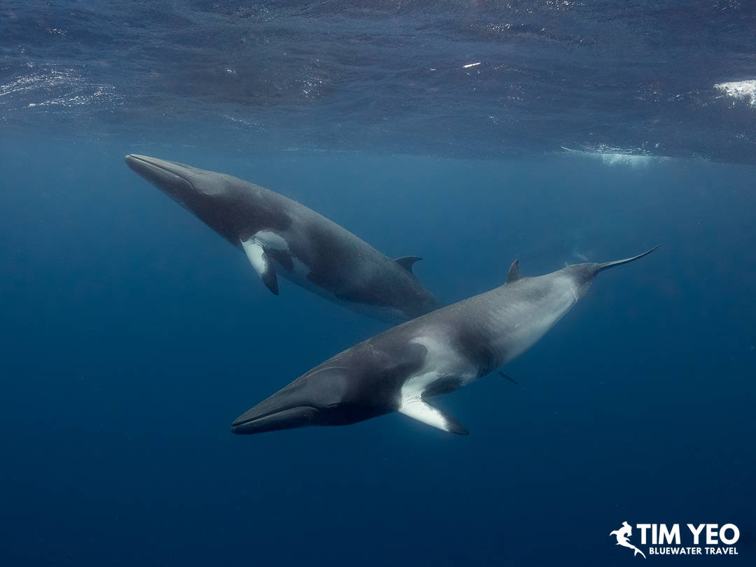 Two minke whales swim side by side