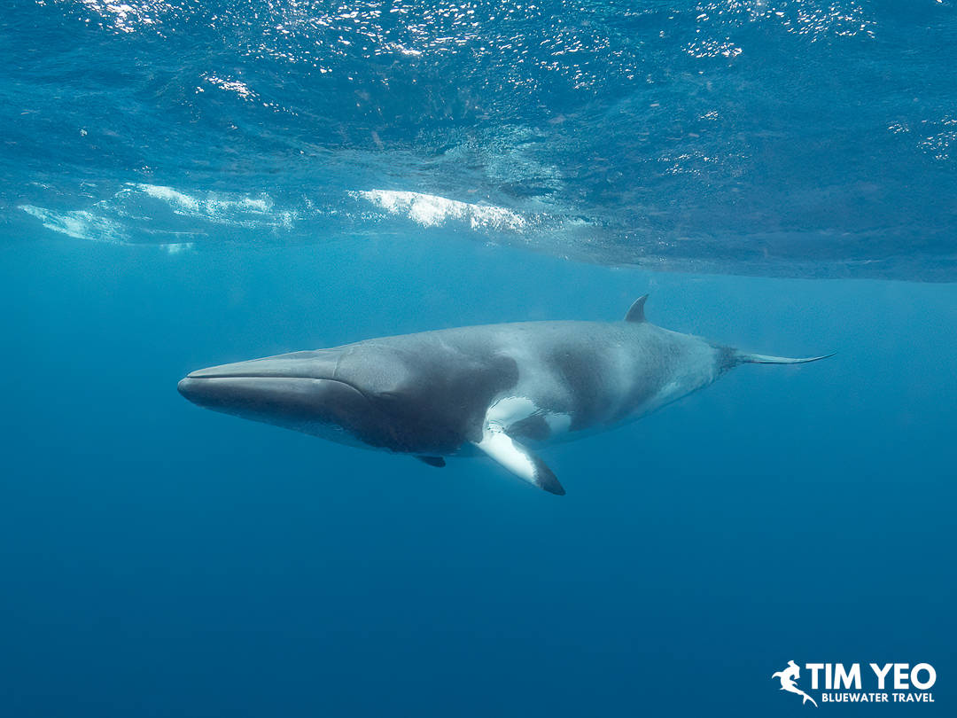 A lone minke whale