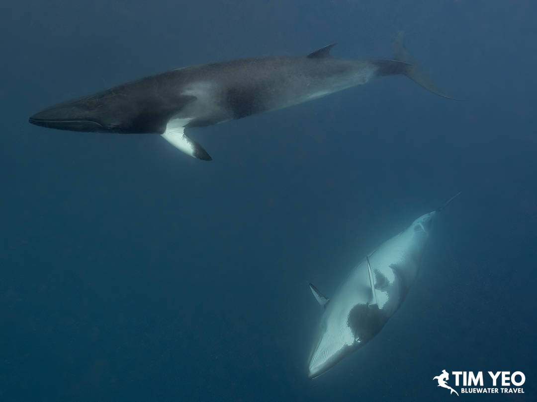 Playful minke whales