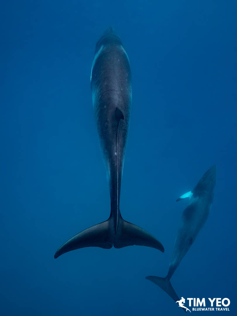 Two minke whales swim onward