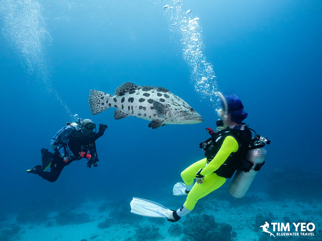 A close encounter with a grouper