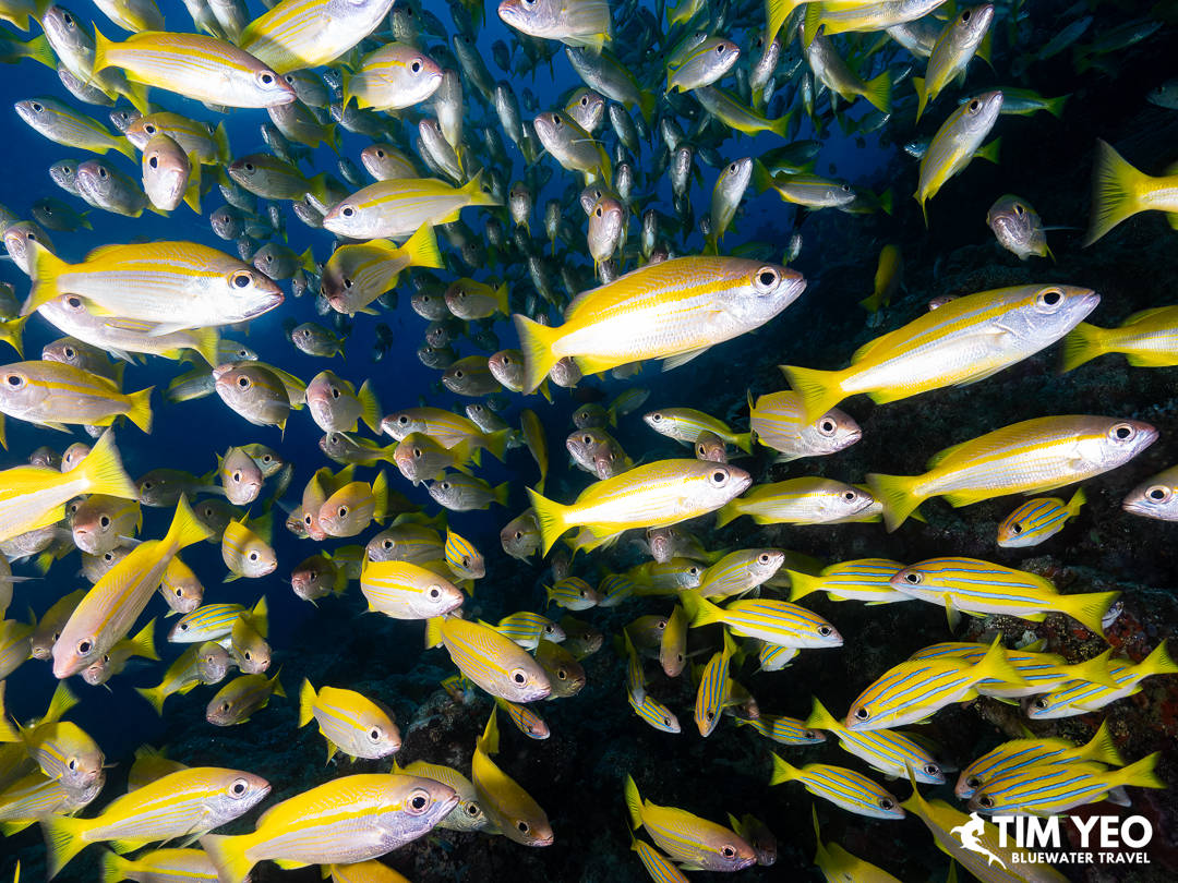 A sea of yellow fish