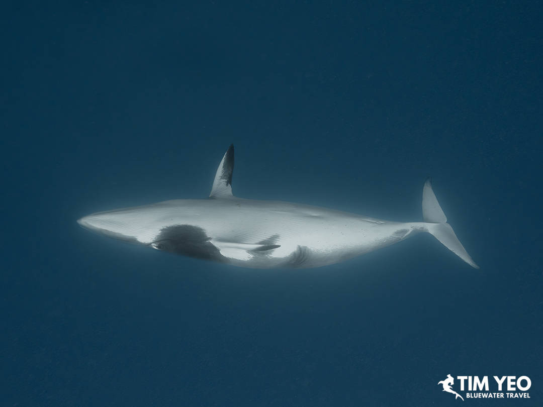 A black-tipped shark