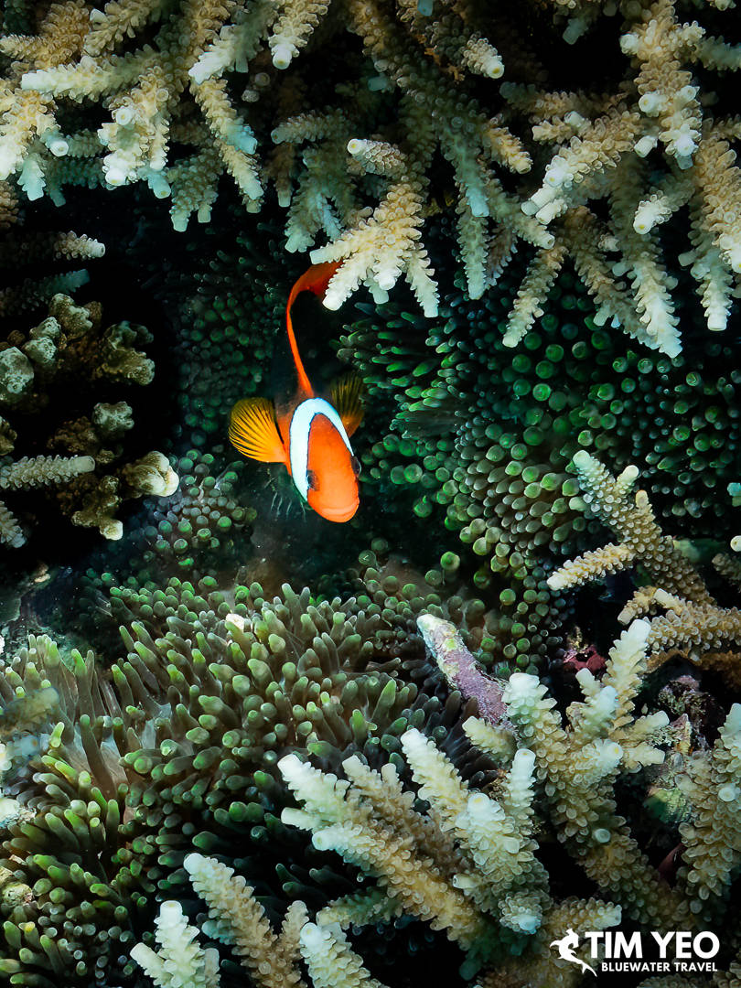 A clownfish takes refugehttps://d3iw2xw44569er.cloudfront.net/images/articles/333/60450/gbr-minke-whales-trip-recap-2025-45.jpg