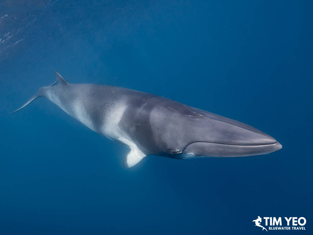 Topview of a minke whale