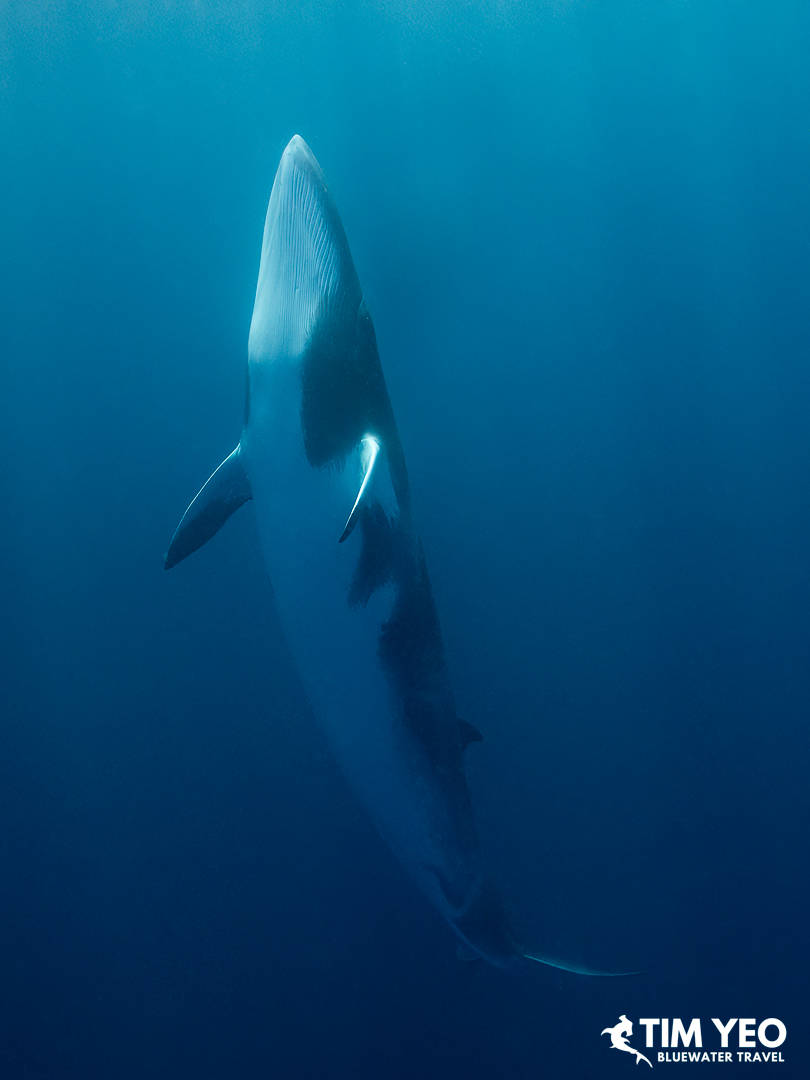 A minke whale ascends