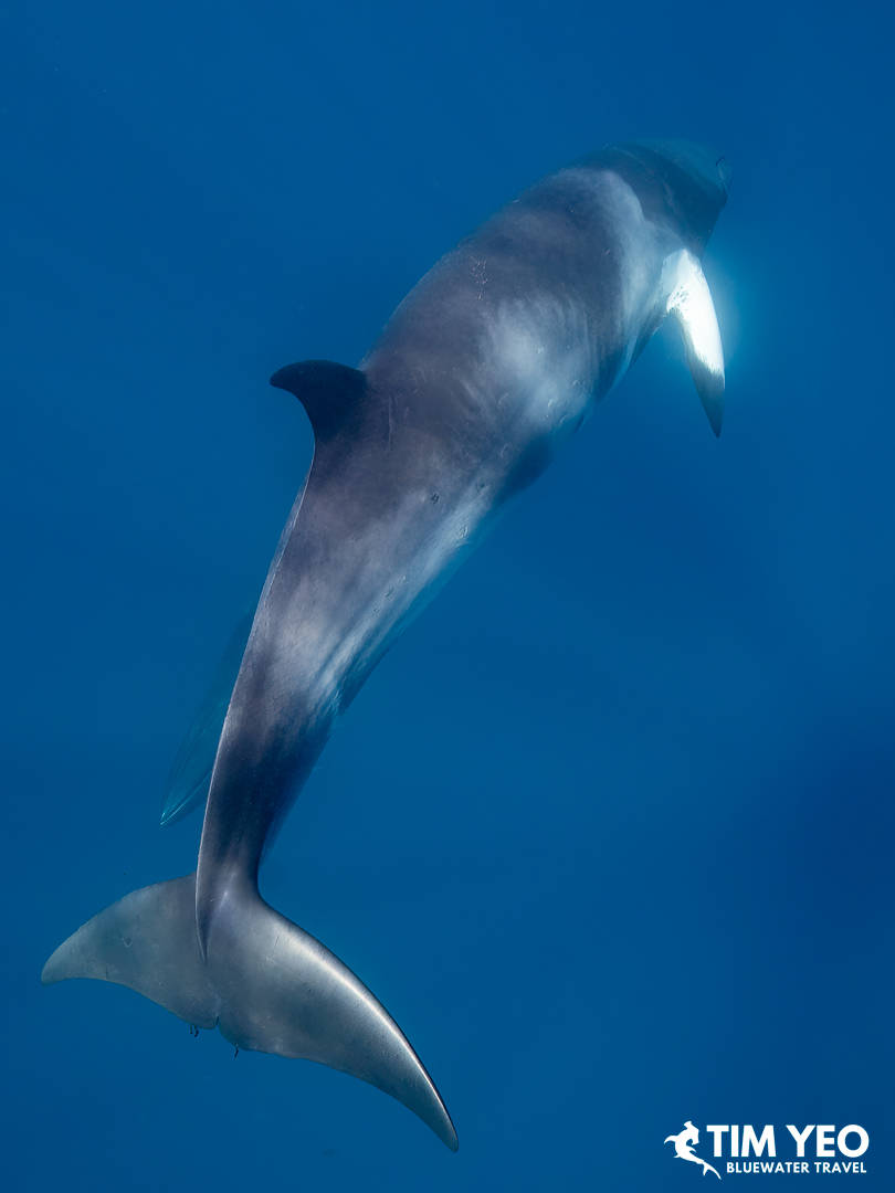 A minke whale in the water