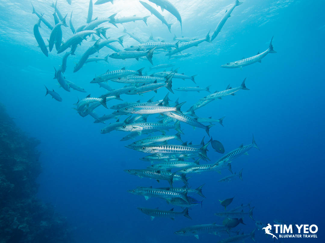 A school of barracuda
