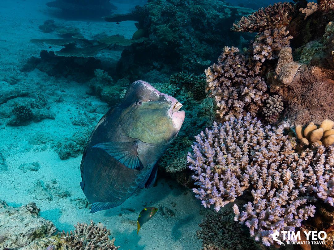 A bumphead parrotfish