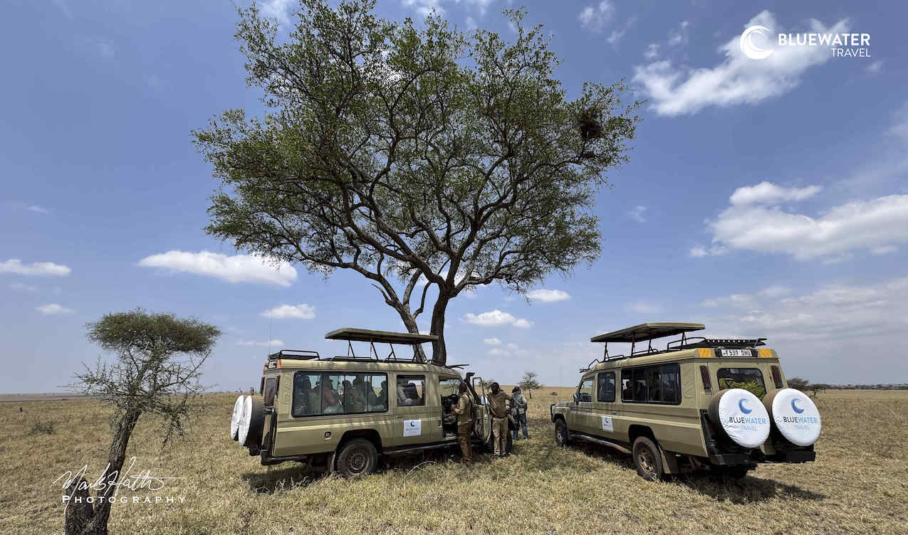 Safari vehicles parked near a tree