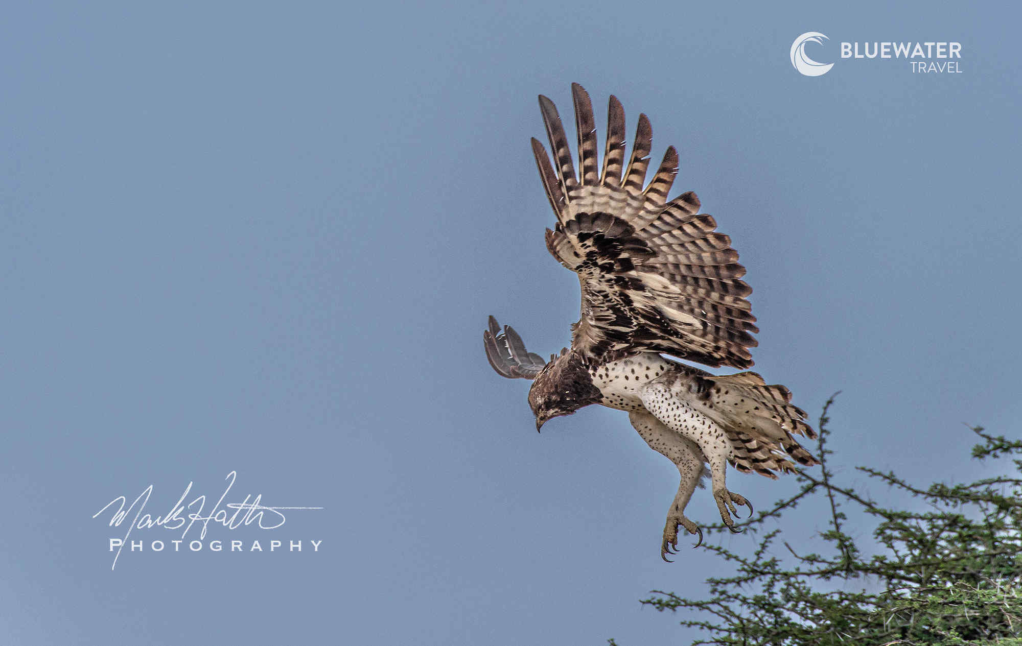 An eagle takes flight