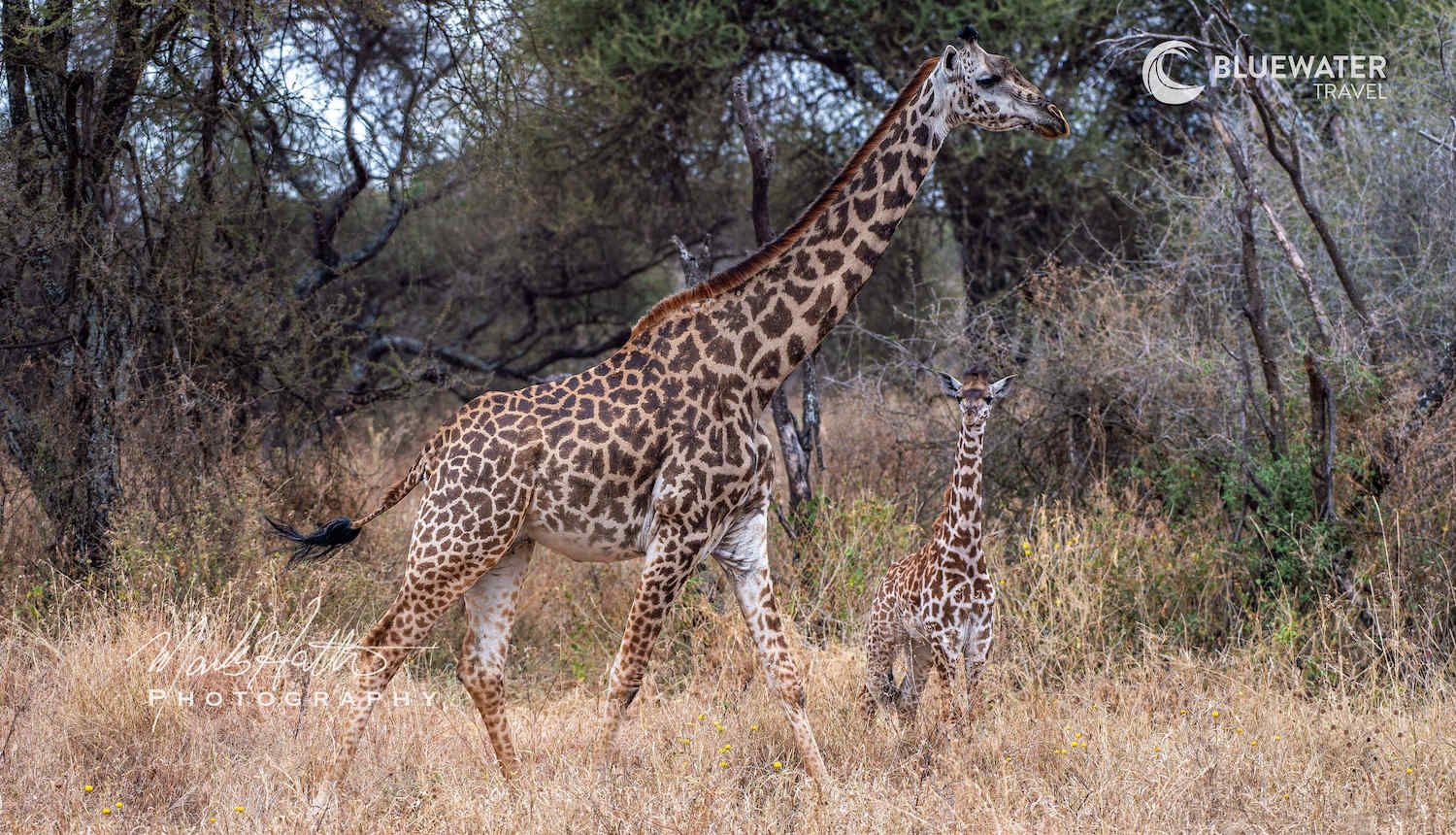 A giraffe and its calf