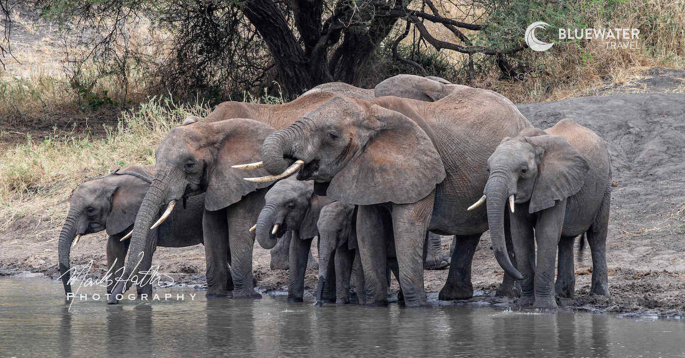 Elephants drinking water