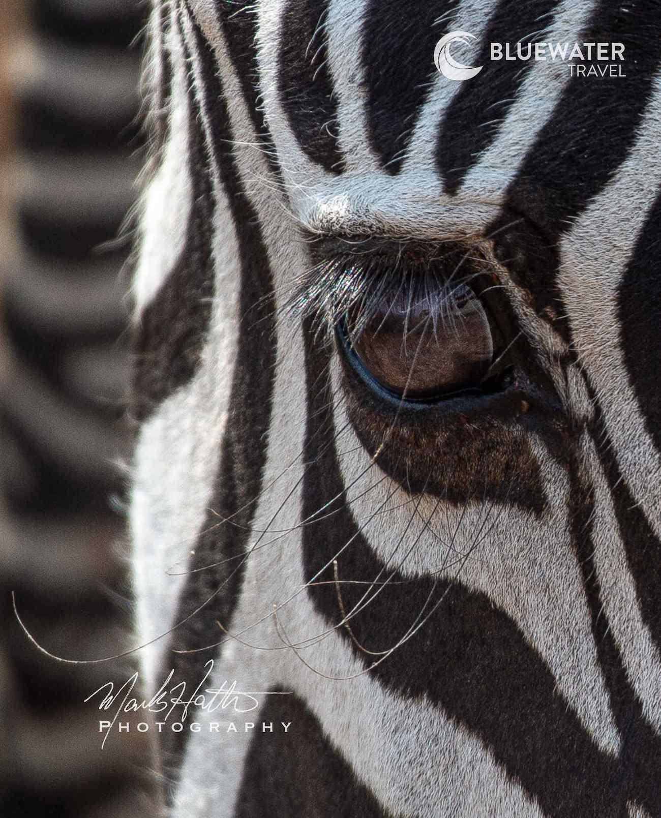 A close up of a zebra