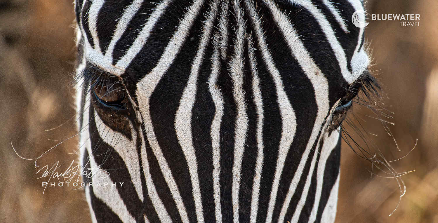 A zebra stares at the camera
