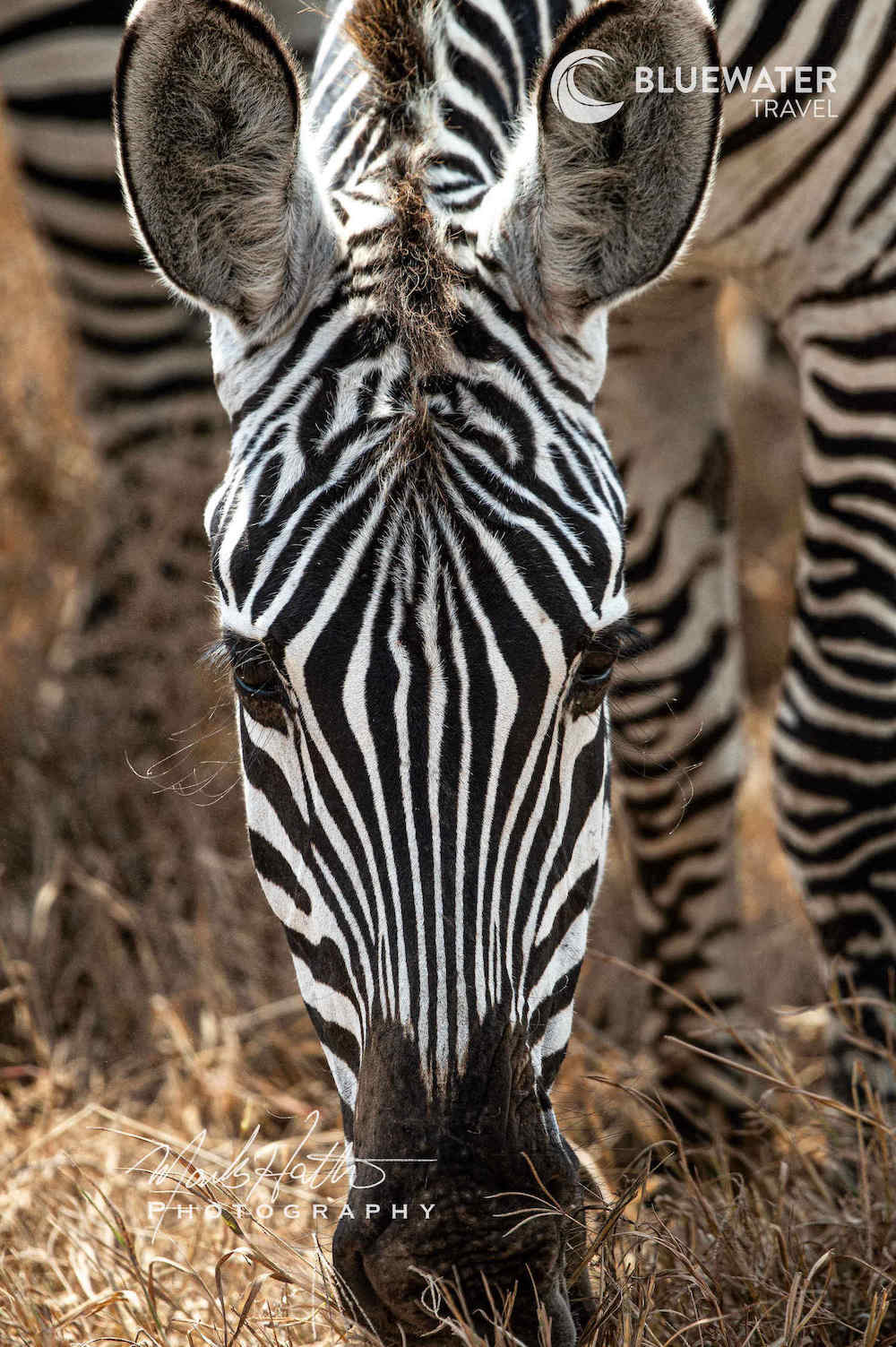 A zebra stares at the camera