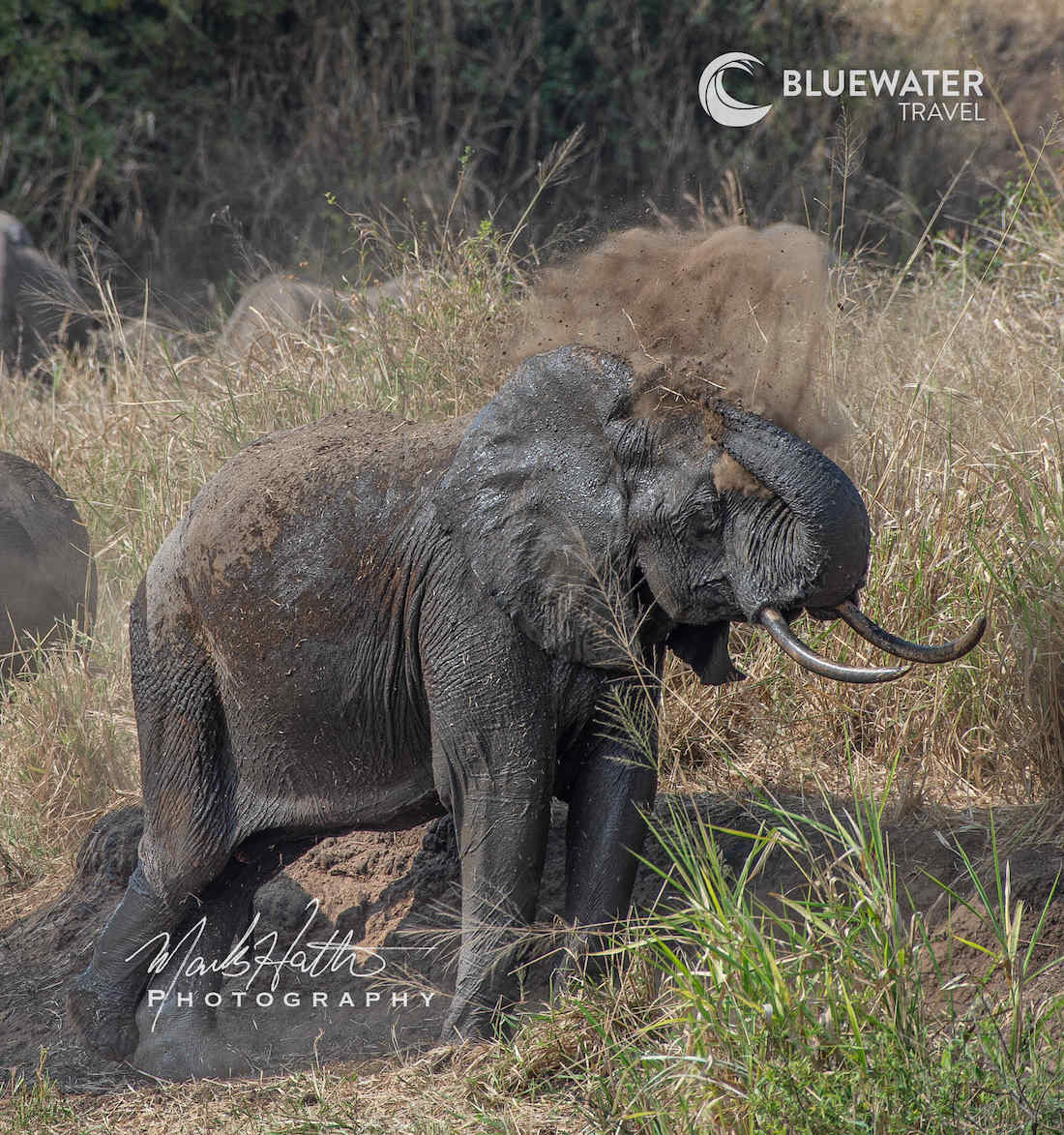 An elephant showers in the dirt