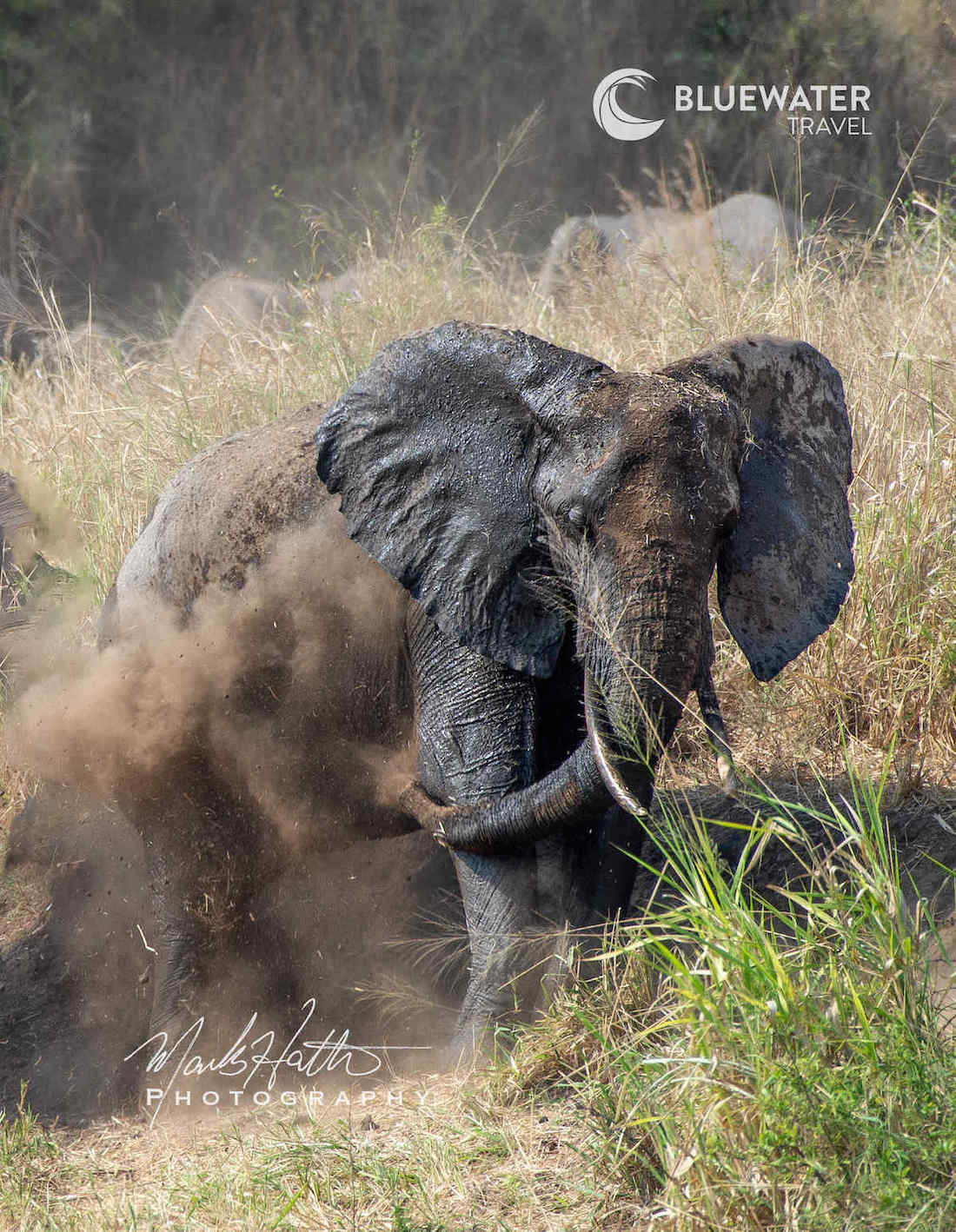 An elephant showers in the dirt