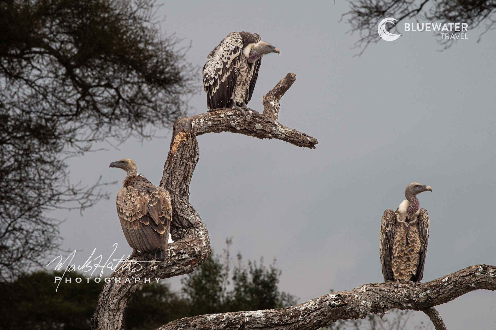 Vultures perched on a tree