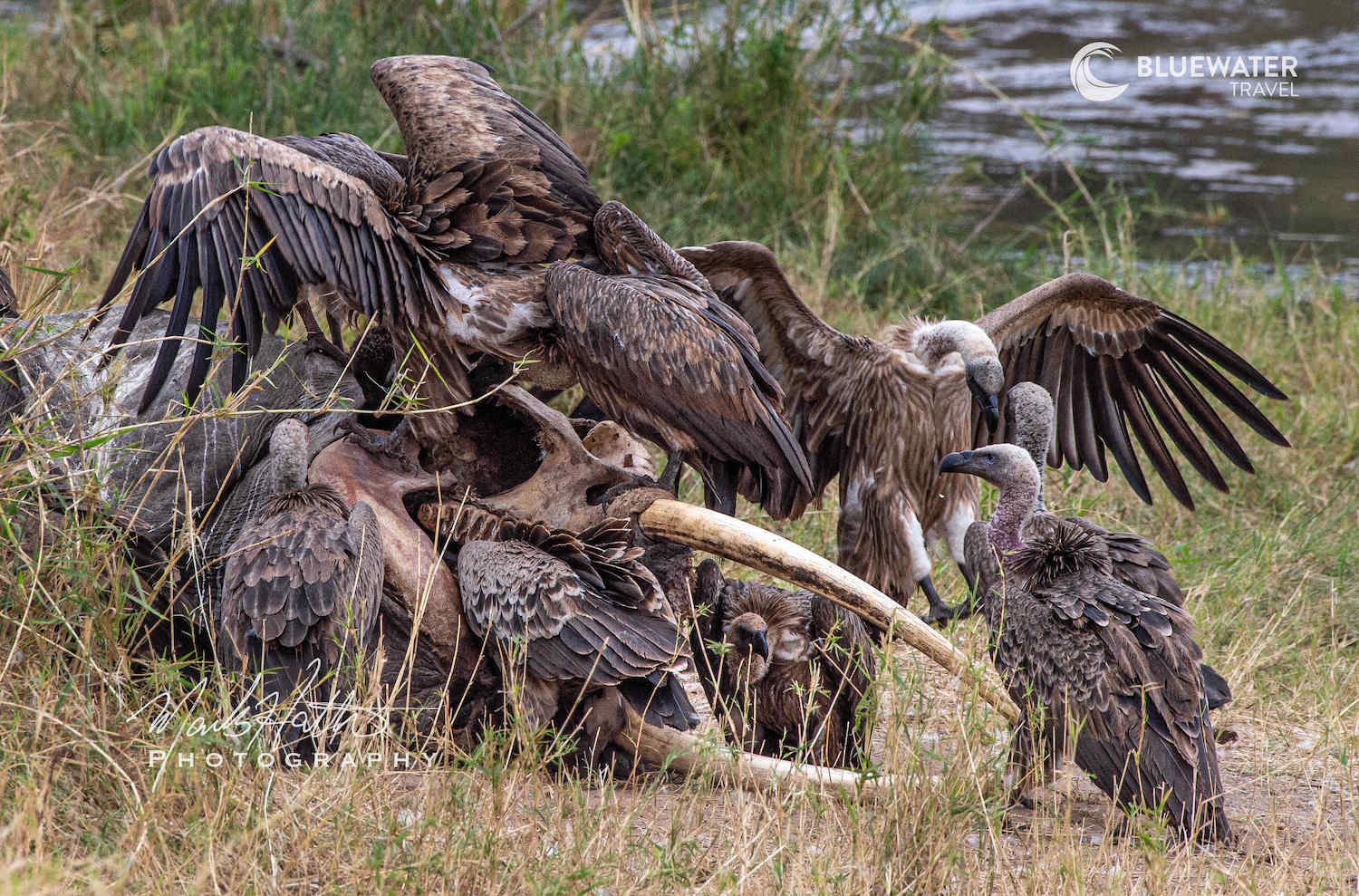 Vultures around a carcass