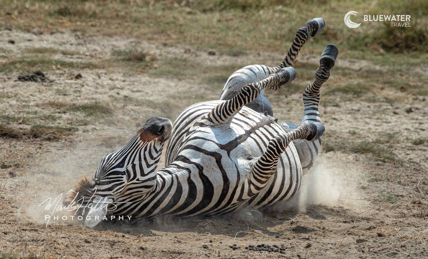 A zebra rolls in the dirt