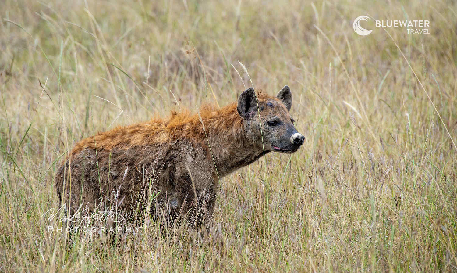 A hyena in the grass