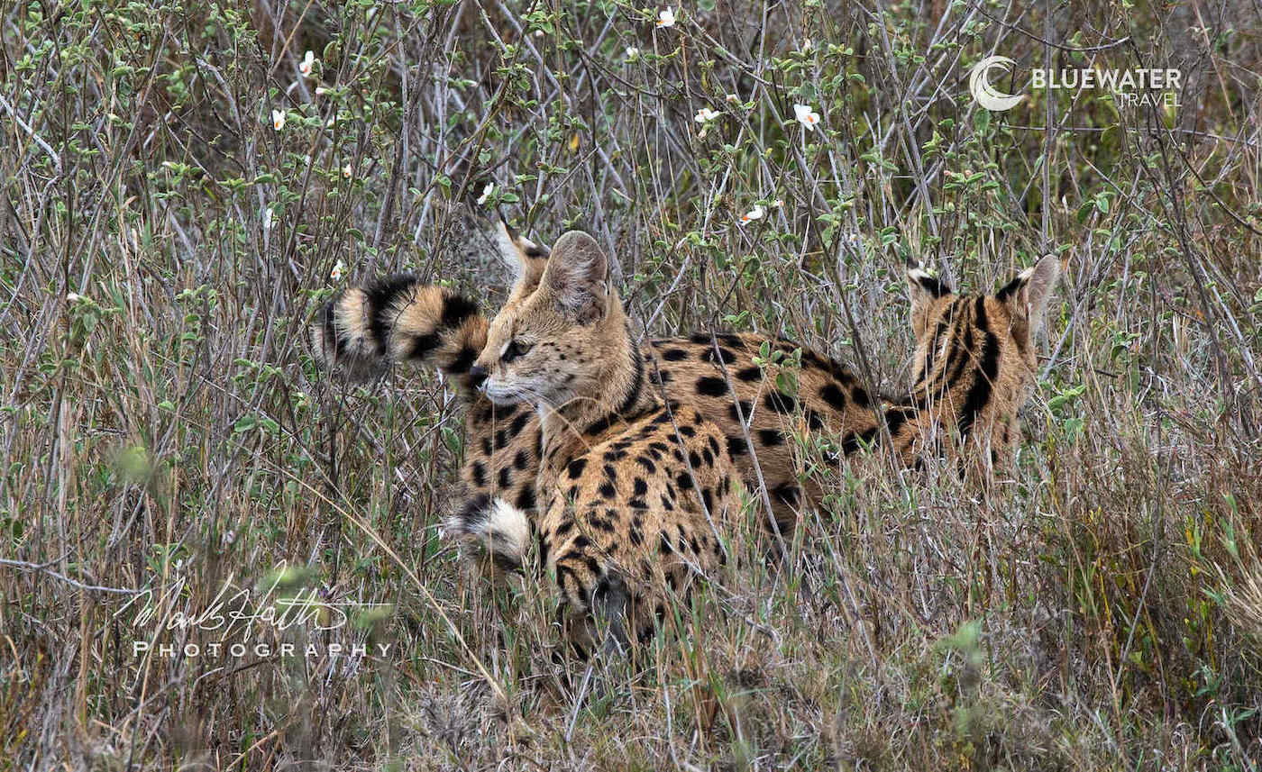 Animals in the grass