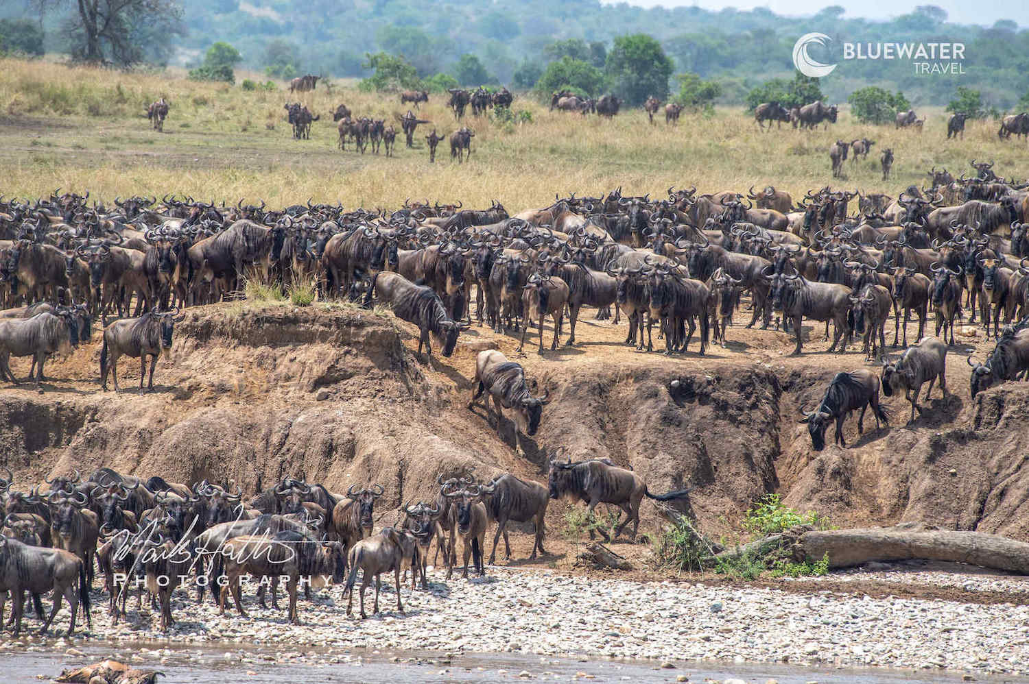 Wildebeest across the river
