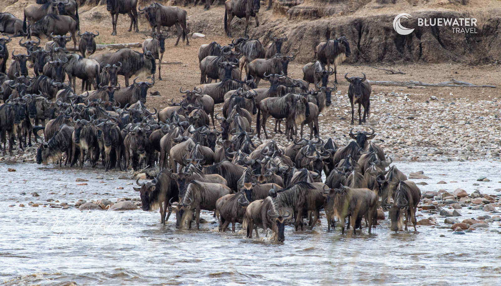 Wildebeest across the river