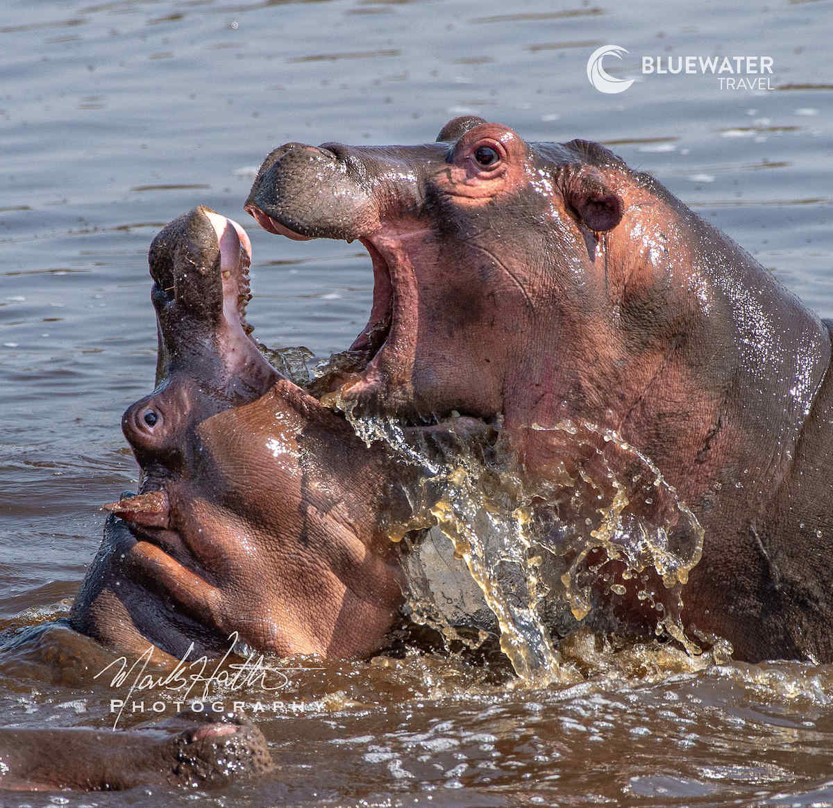 Hippos in the water
