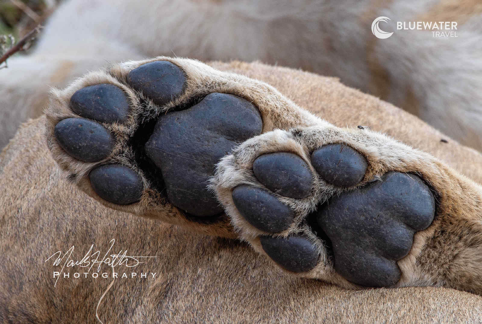 A close up of a lion's paws