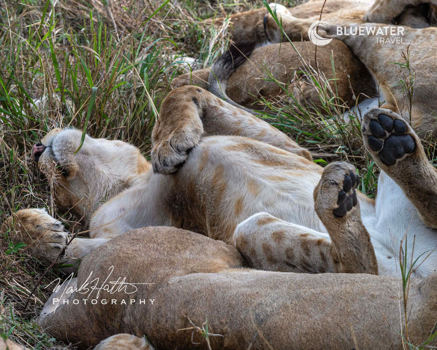 Lion laying in the grass