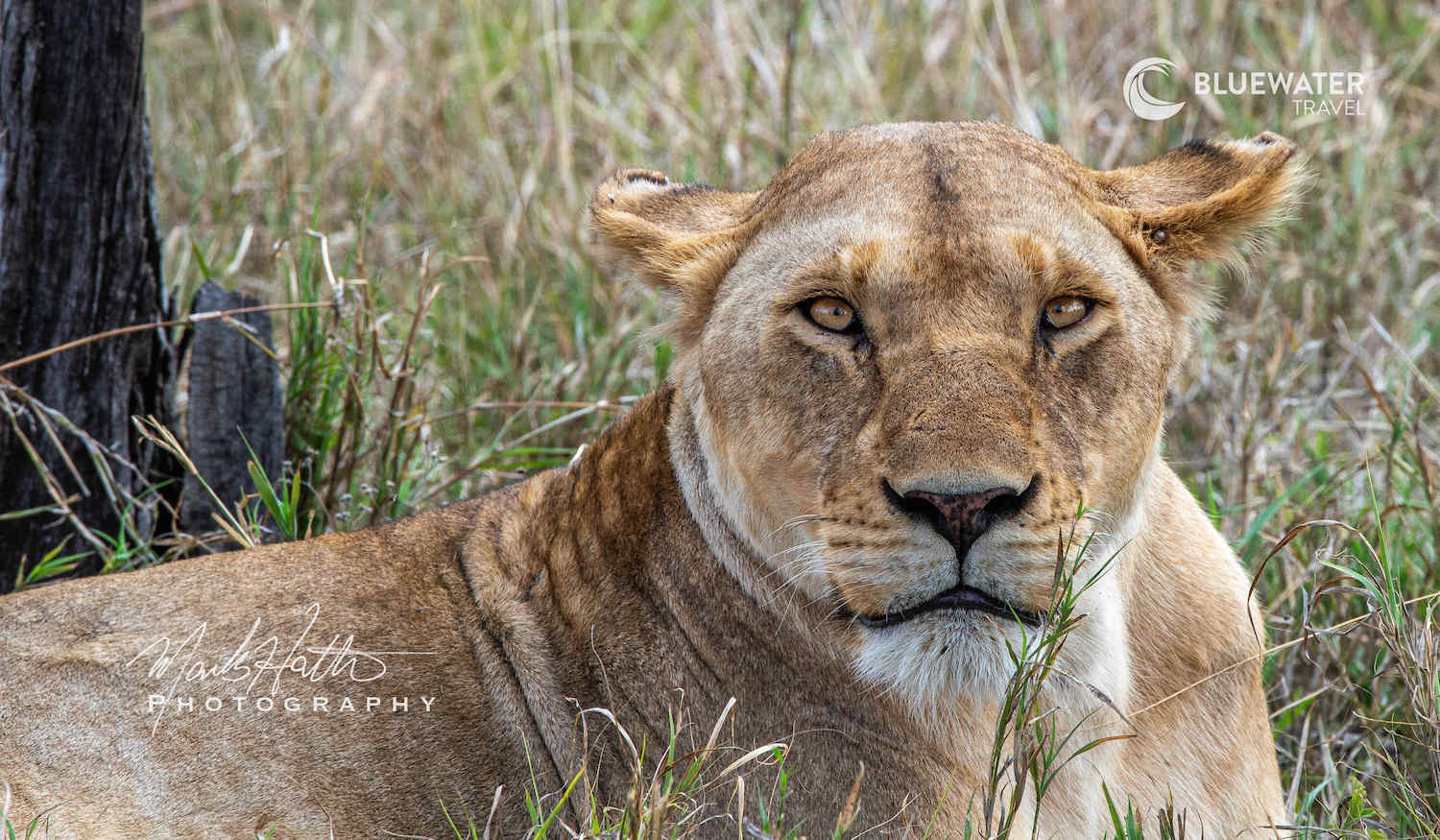 A lioness in the shade