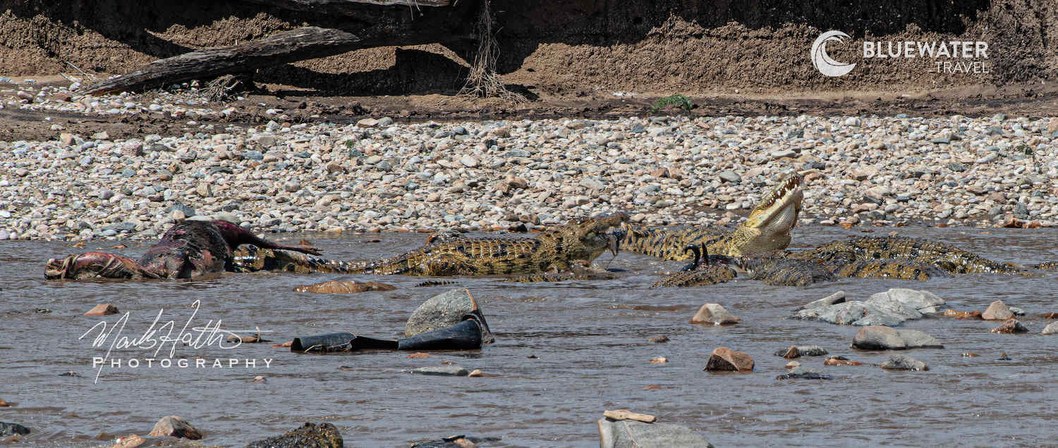 Crocodiles in the water