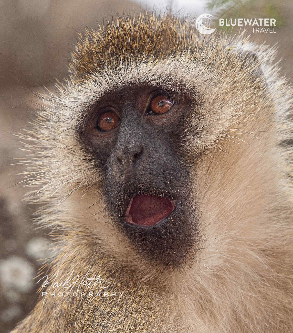 A monkey's surpised face