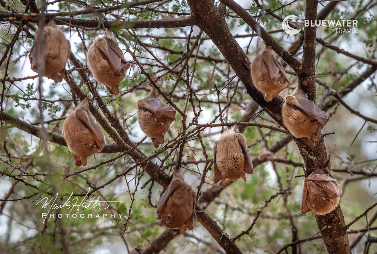 Bats sleeping during the daytime