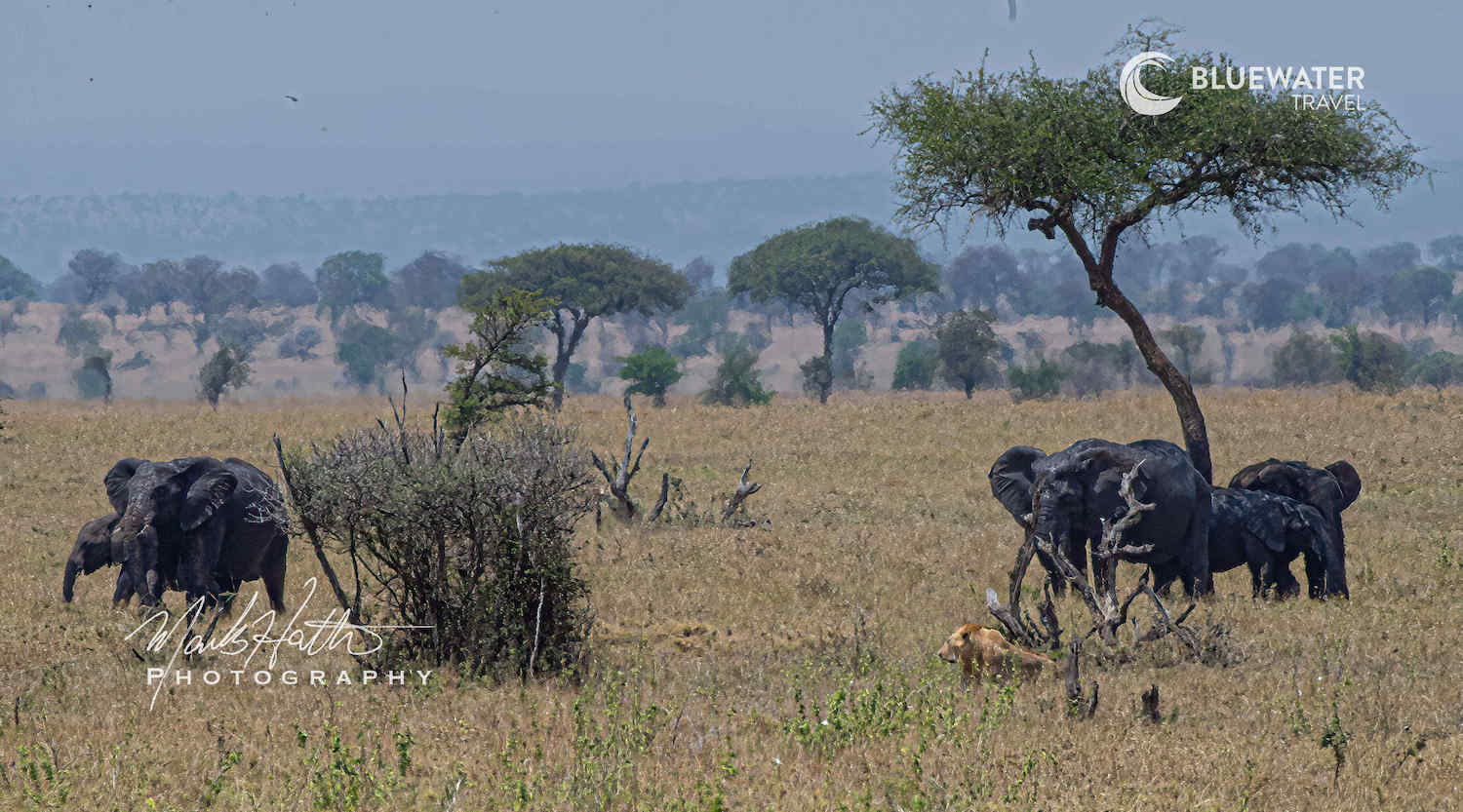 Elephants cross the plain