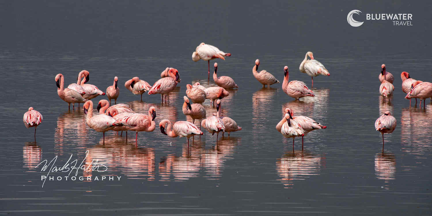 Flamingos in the water